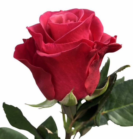Pink Roses